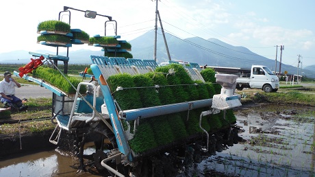 田植え1